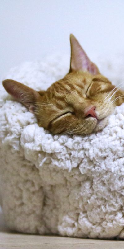 Un chat roux qui se repose